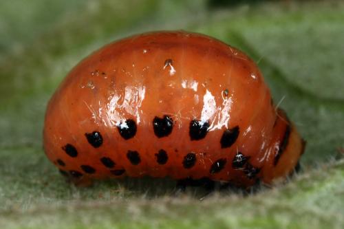 Réf. 328 625 : Leptinotarsa decemlineata